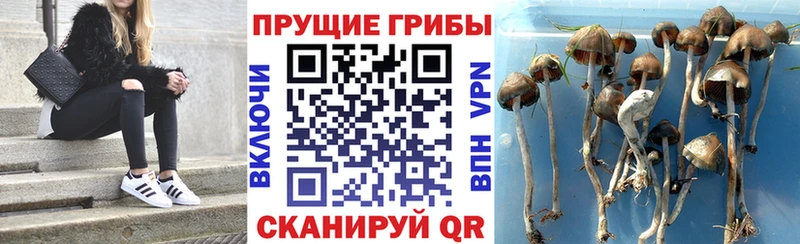 где купить   Спас-Клепики  Галлюциногенные грибы GOLDEN TEACHER 